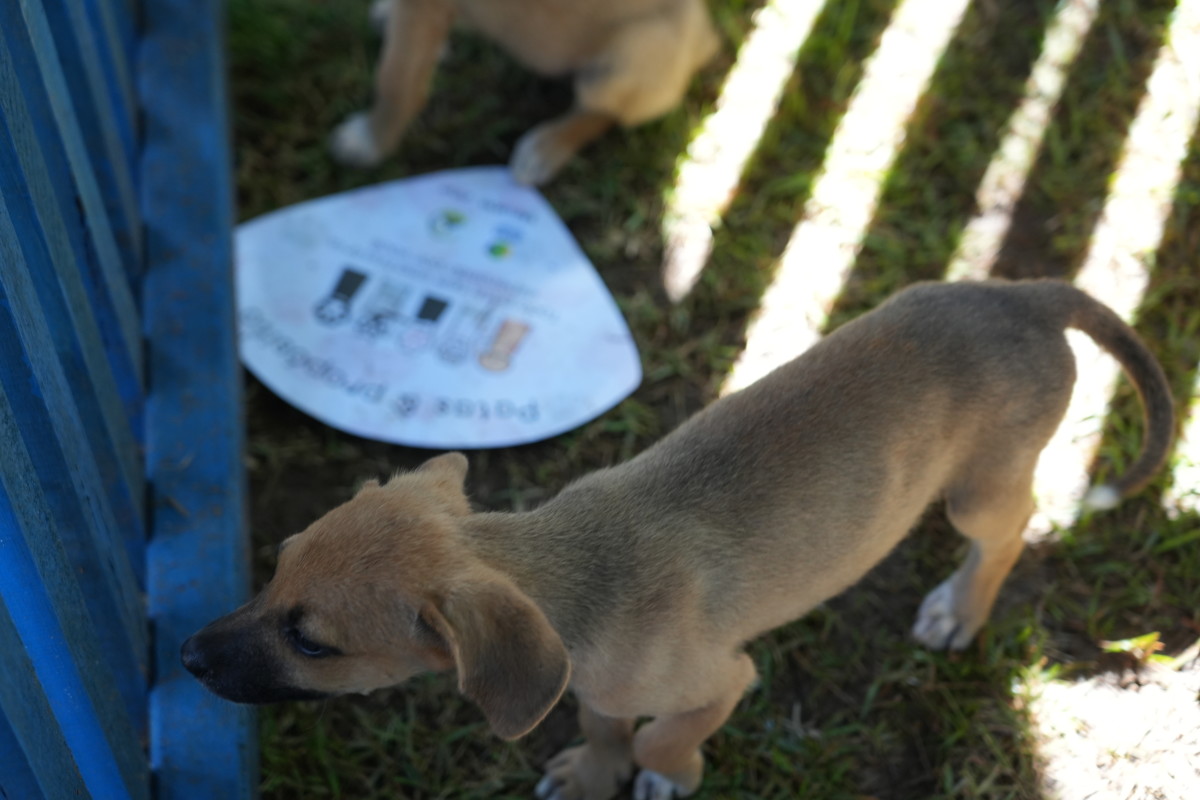 Iniciativa tvisa fortalecer as políticas de proteção e cuidado animal no município